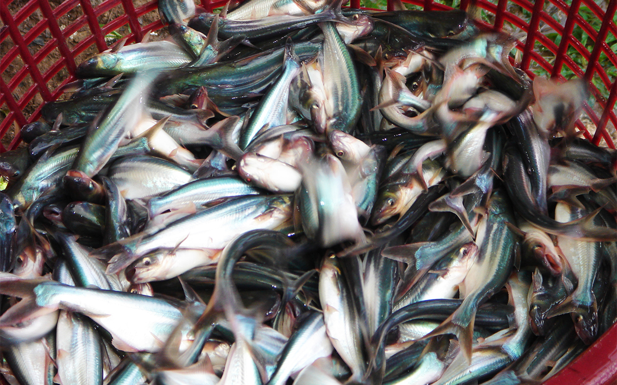 Quy Tr&igrave;nh c&aacute; giống